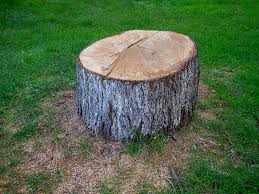 Best Tree Preservation Services  in Nevada City, CA