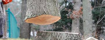 Best Commercial Tree Services  in Nevada City, CA