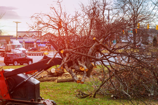 Best Arborist Consultation Services  in Nevada City, CA