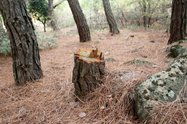 Best Stump Grinding and Removal  in Nevada City, CA