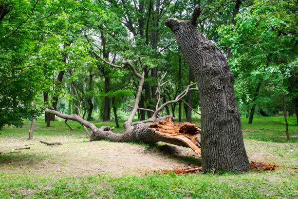 Best Tree Trimming and Pruning  in Nevada City, CA