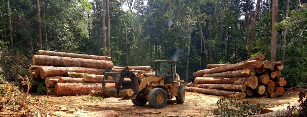 Best Root Management and Removal  in Nevada City, CA