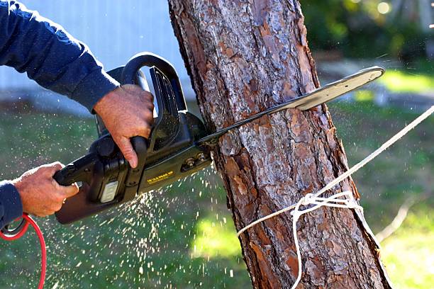 Best Lot and Land Clearing  in Nevada City, CA