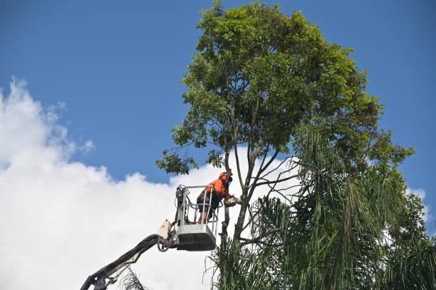 Best Lawn Maintenance Plans  in Nevada City, CA