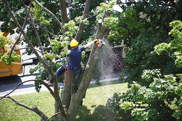 How Our Tree Care Process Works  in  Nevada City, CA