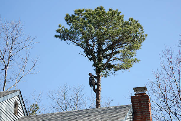 Leaf Removal in Nevada City, CA