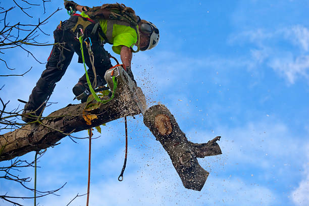 Best Tree Maintenance Programs  in Nevada City, CA